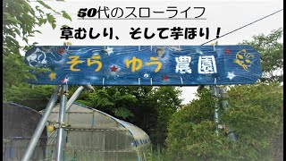 【家庭菜園】草むしり、そして芋ほり！50代のスローライフ、猫と自由人