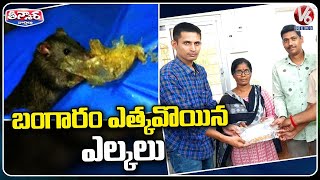 Gold Worth Rs 5 Lakh Recovered From Rats In Mumbai Drain | V6 Teenmaar