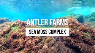 Antler Farms Sea Moss Complex, 100% Pure, Clean \u0026 Wildcrafted