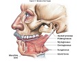 Anatomi Muskuloskeletal Miologi | Materi Kedokteran Dasar