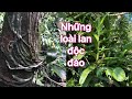 Đi tìm lan rừng/những loài lan lạ và gặp gỡ đặc biệt cuối ngày