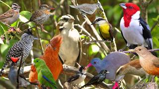 Birdwatching in the Caatinga: Diversity of Birds in an Incredible Morning! Song