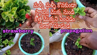 Strawberry propagation through runners/స్ట్రాబెర్రీ మొక్క నుండి కొత్త మొక్కని పెంచడం ఎలాగో చూడండి