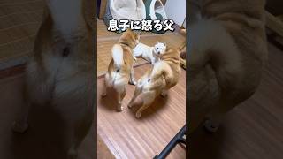 自分はいいけど息子が妻にちょっかい出すのは気に入らない夫 #豆柴 #柴犬 #親子