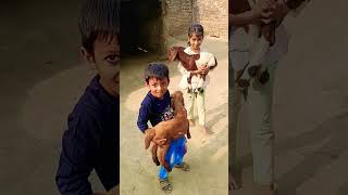 मैं अपने बकरी के बच्चे को खिला रहा हूं#shortsvideo