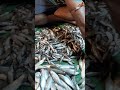 আজকের গড়িয়ার মাছ বাজারের হালচাল garia bazar fish market asmr shorts