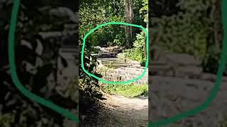 Tiger Kills Cow in Kyari Village | Jim Corbett National Park Incident #wildlife #wildernessretreat