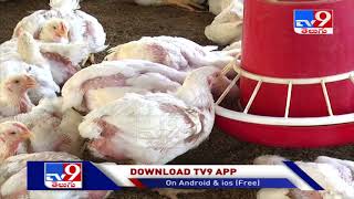 Avian influenza in poultry birds confirmed in these states so far - TV9