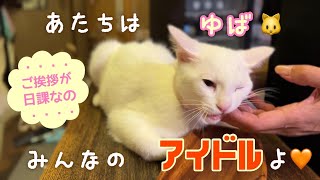 みんなのアイドルゆばちゃん【白猫兄妹】【子猫】