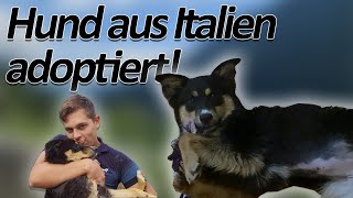 Wir haben einen Hund aus dem Tierheim adoptiert! | Gerantiert gerettet