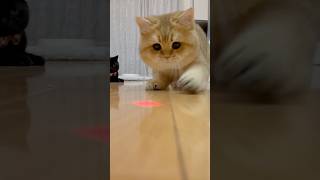 【猫動画】‘’本気”を出したのでこのあと電池切れ#猫#cat#cute#ブリティッシュショートヘア