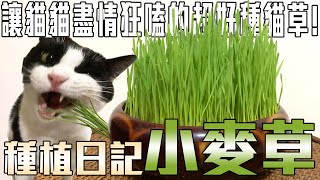 種植日記－小麥草Wheatgrass｜簡單好種的貓草｜大把大把讓貓貓吃的開心！