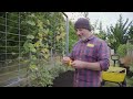 How To Plant Broad Beans