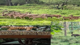 Parambikulam tiger reserve ever green forest palakkad /പറമ്പിക്കുളം കടുവാ സങ്കേതം