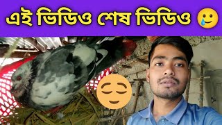 এই ভিডিও শেষ ভিডিও 🥲 আমাদের সব কবুতর এ ডিম দিয়েছে Nayan Vlog 100k