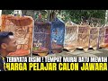 TERNYATA DISINI ! TEMPAT JUAL MURAI BATU MATERI LOMBA HARGA PELAJAR DI JAKARTA !