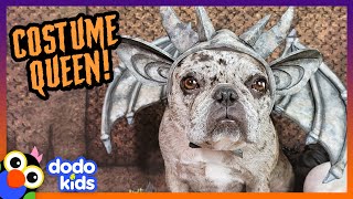 This Dog Has SO Many Costumes! | Dodo Kids | Happy Halloween