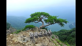 완주 운암산 명품소나무