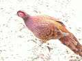 copper pheasant syrmaticus soemmerringii soemmerringii