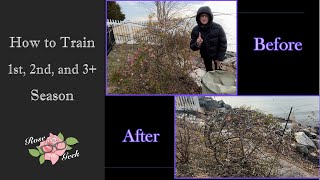 🌹How to train your 1st, 2nd, 3rd year, and older, Rose Climbers/ SPHERE shape Peggy Martin