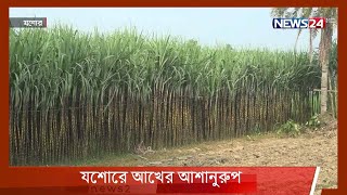 যশোরে এবছর ৩শো’ হেক্টর জমিতে আখের আশানুরুপ উৎপাদন 30Aug.21