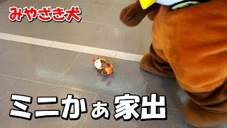 【みやざき犬】ミニかぁ家出。