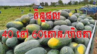 ដាំឪឡឹកតាមបច្ចេកទេសទទួលបានទិន្នផលខ្ពស់