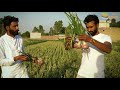 ਪਿਆਜ਼ ਦੀ ਖੇਤੀ ਕਰਕੇ ਇਸ ਤਰਾਂ ਵਧਾਓ ਆਮਦਨ i in this way increase your income doing onion farming