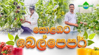 නාගරික කොළඹ ප්‍රදේශයේ සාර්ථකව බෙල්පෙපර් වගා කරමු (මොඩර්න් ඇග්‍රි - 0743 48 38 67)