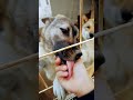 かわちい紀州犬 いぬのいる生活 紀州犬 おはよう