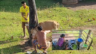 พ่อเฒ่ากับลูกเขยสนเคาวัวสาวสุยยายเงิงเข้าสวนเก็บผักบุ้งมาลวกเฮัดอาหารตำแจ่วหมากนาว อากาศบ้านนางามแท้