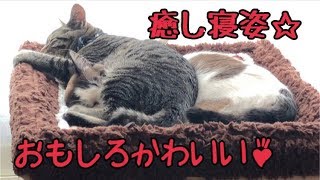 おもしろかわいい寝姿の４にゃんずが愛おしい♡の巻【うちの子４にゃんず】