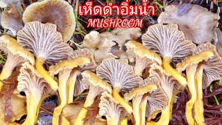 เก็บเห็ดดำขาเหลืองอิ่มน้ำ รีบเก็บเสียดาย อัพเดทหิมะละลายยัง Pick Trattkantareller svamp, Mushroom