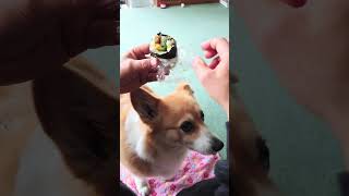 恵方巻きの玉子焼きだけ貰う犬! #恵方巻き #コーギー #corgi #節分