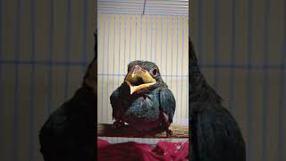 burung Tengkek Buto gacor tembakan rapat istimewa