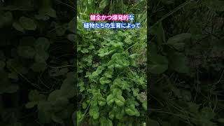 【亀の獣道】メダカビオトープで均衡するクサガメと植物の攻防