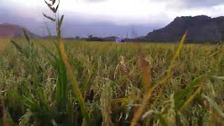 Sokkanathanputhur 2022 May - Our buddy rice field during harvesting time