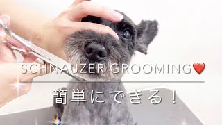 【Grooming】Schnauzer ”Face Cut”