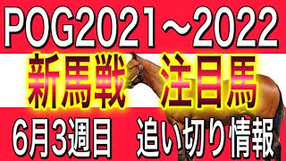 POG2021〜2022 新馬戦 メイクデビュー　東京　阪神　出走注目馬　6月3週目　6/19〜6/20【一口馬主】