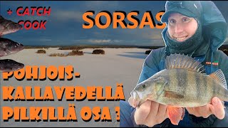 Pohjois- Kallavedellä Pilkillä Osa 3: SORSASALO 🫡 + Catch \u0026 Cook (Pyydä ja Syö!) Jigillä pilkintää!