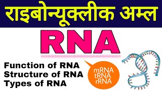 आरएनए | ribonucleic acid in hindi | structure of rna | types of rna | function of mrna, trna, rrna