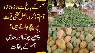 Chaunsa \u0026 Sindhi Mangoes | Amazing Mango Garden in Pakistan - Fresh Mangoes