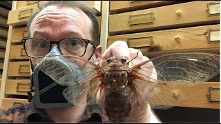 It might bug you, but University of Manitoba's insect collection is key to understanding the world
