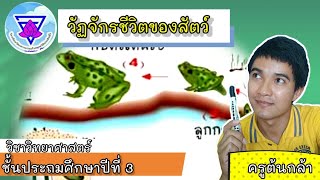 สื่อการสอน VDO 3 วัฏจักรชีวิตของสัตว์ วิทยาศาสตร์ ป.3 by ครูต้นกล้า