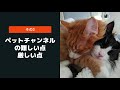 【ペット動画を始める方へ】収益化なんてまだまだ先？！ペット動画の現実をまとめてみた