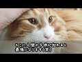 【ペット動画を始める方へ】収益化なんてまだまだ先？！ペット動画の現実をまとめてみた