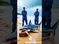 two brave men rescue stranded shark covered in barnacles on beach