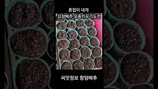 1) 촌집이 내게/김장배추 모종키우기에 도전합니다.