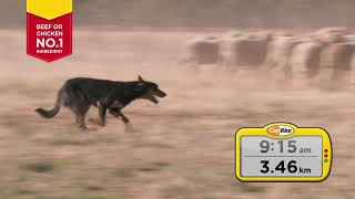 CPA18455 Coprice Working Dog 15 second TVC FINAL
