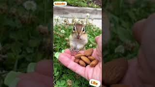 Cute Lemming  Rat Eating Funny video #short